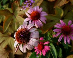 Tapeta Nature Flowers 192.jpg